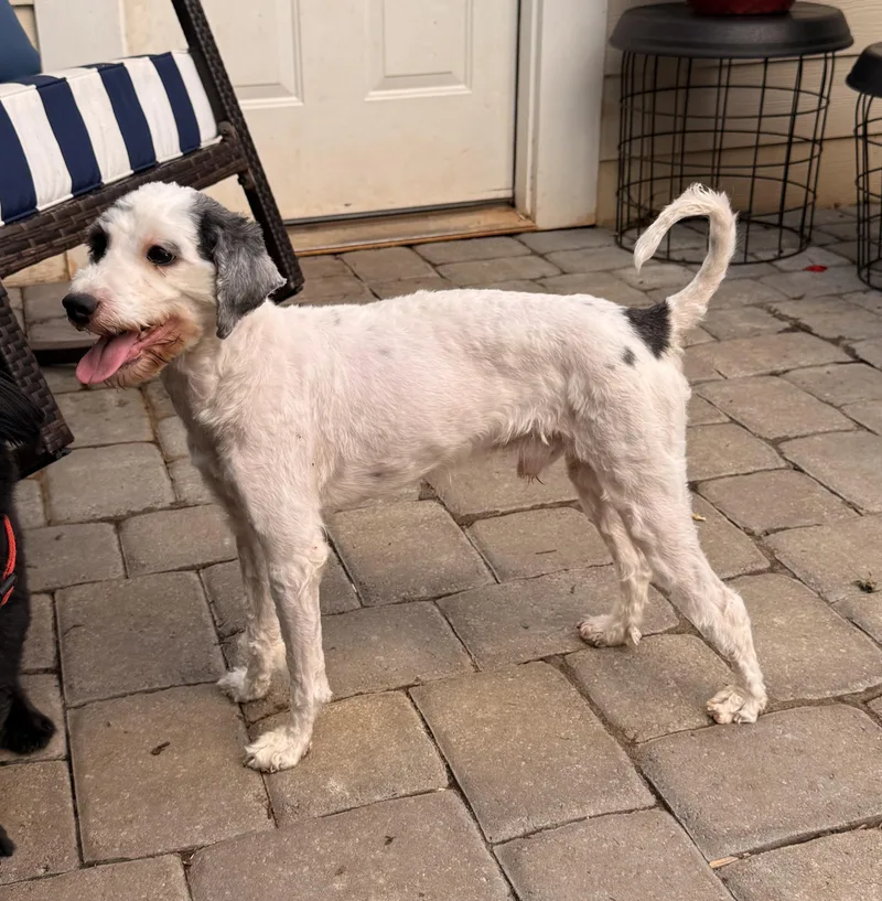 A young small-sized male Black Havanese dog named Duffy for adoption in Charlotte, NC