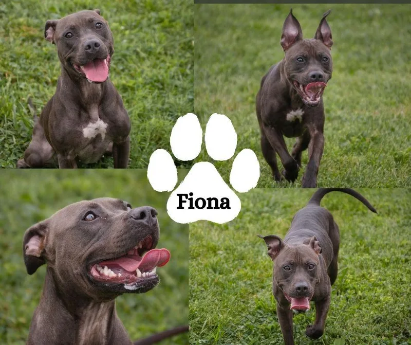 An adult medium-sized female Pit Bull Terrier dog named Fiona for adoption in Winchester, KY