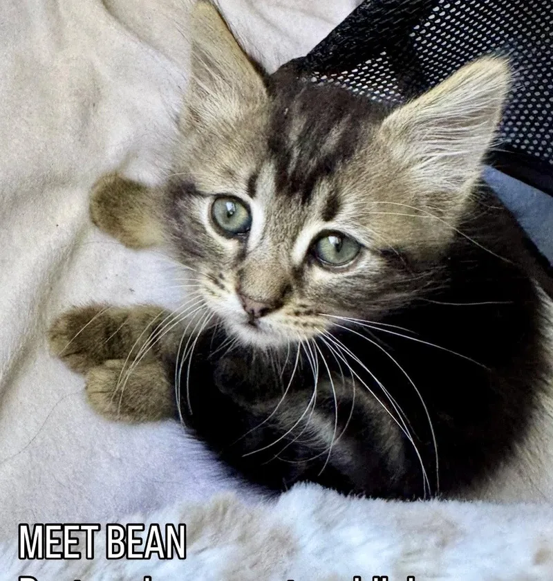 Bean