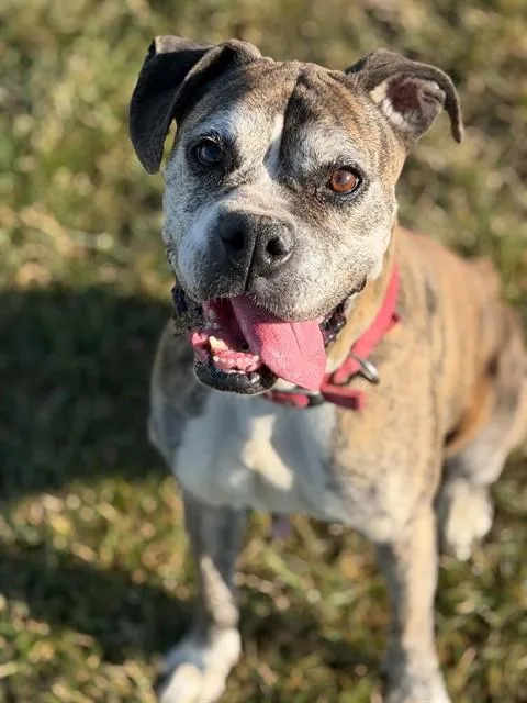 A senior large-sized female Boxer dog named Olive for adoption in Fairfield, CA