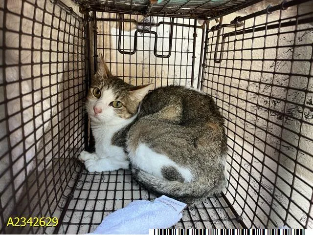 An adult medium-sized female Domestic Short Hair cat named Natasha for adoption in West Palm Beach, FL