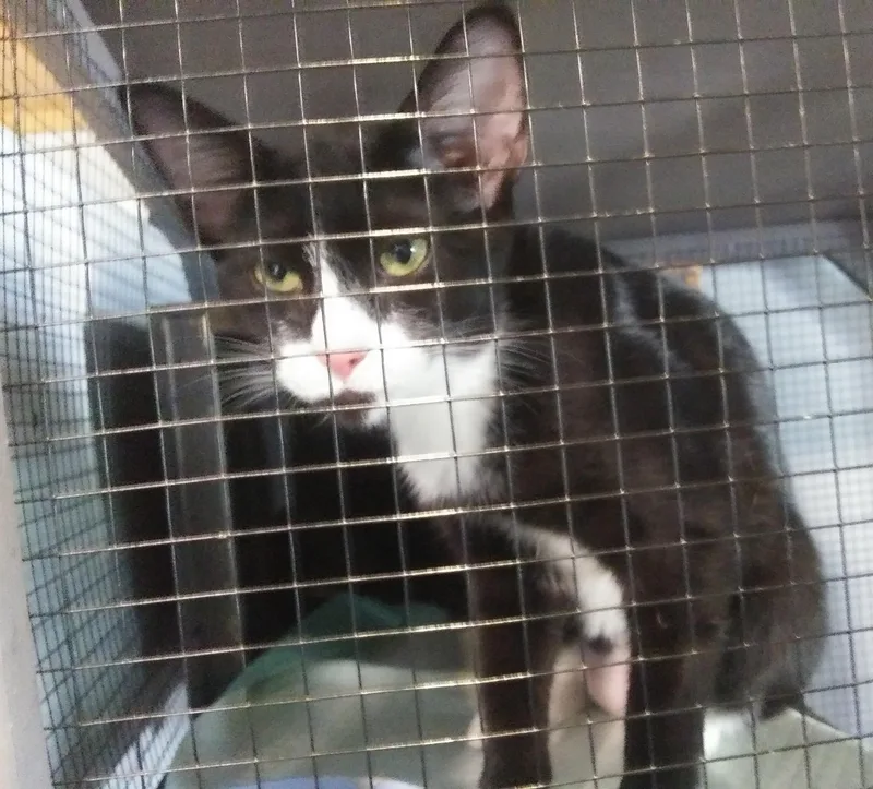 A young medium-sized female Black & White / Tuxedo Domestic Short Hair cat named Rita for adoption in Port Wentworth, GA