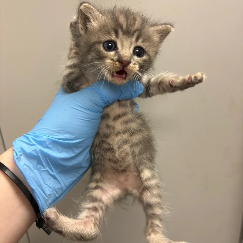 A baby small-sized female Gray / Blue / Silver Domestic Short Hair cat named Vortex for adoption in Columbiana, AL