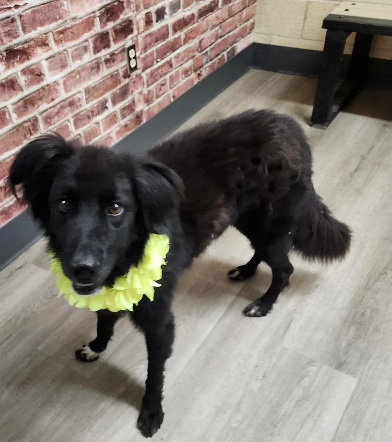 An adult large-sized female Black Shepherd dog named Kurplunk for adoption in Mansfield, OH