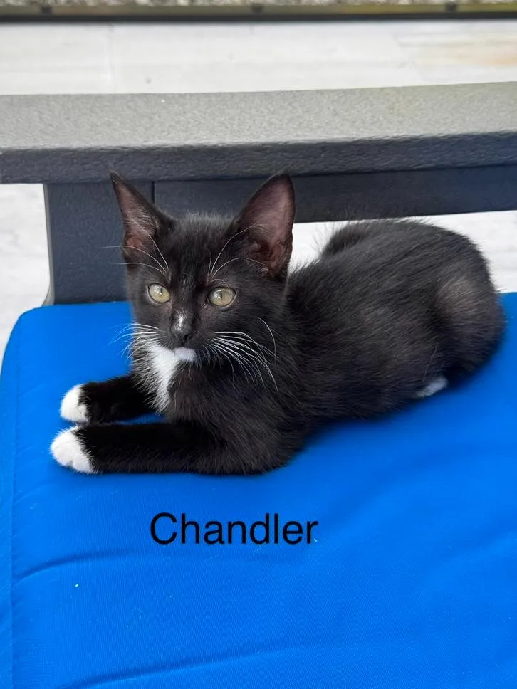 A baby small-sized female Black & White / Tuxedo Domestic Short Hair cat named Chandler for adoption in Wellington, FL