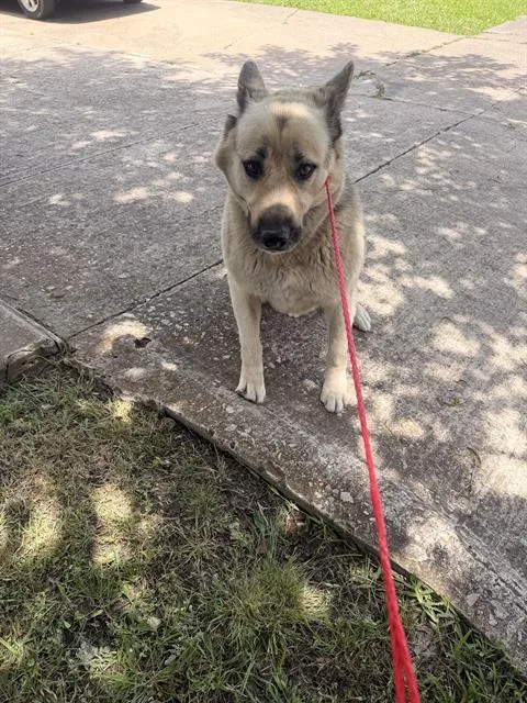 An adult large-sized male German Shepherd Dog dog named Buster for adoption in Dallas, TX
