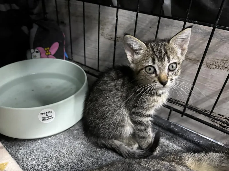 A baby medium-sized male Domestic Short Hair cat named Bingo for adoption in St. Cloud, MN