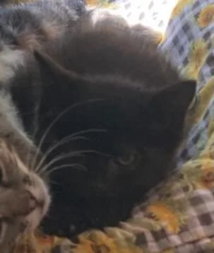 A baby medium-sized female Domestic Short Hair cat named Grace for adoption in Saint Marys, WV