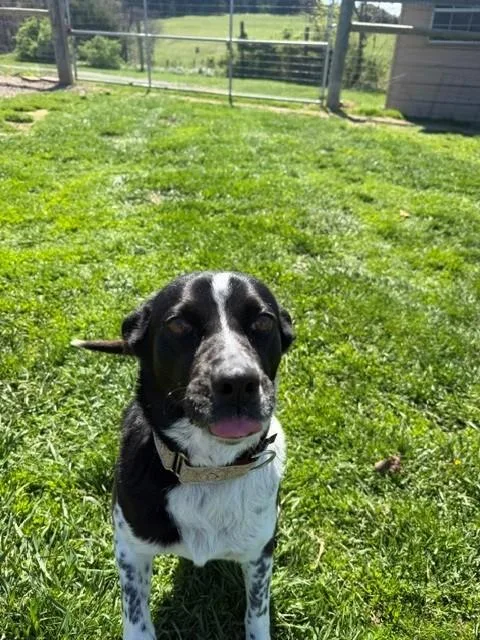 A senior medium-sized female Black Labrador Retriever dog named Lola for adoption in Augusta, WV
