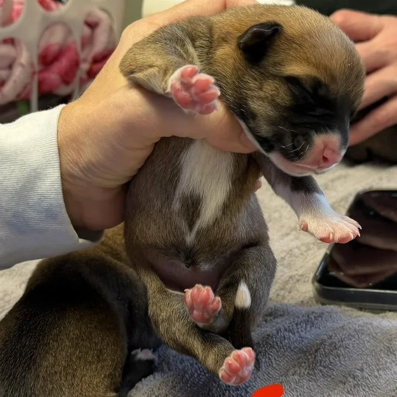 Chenille thumbnail 2