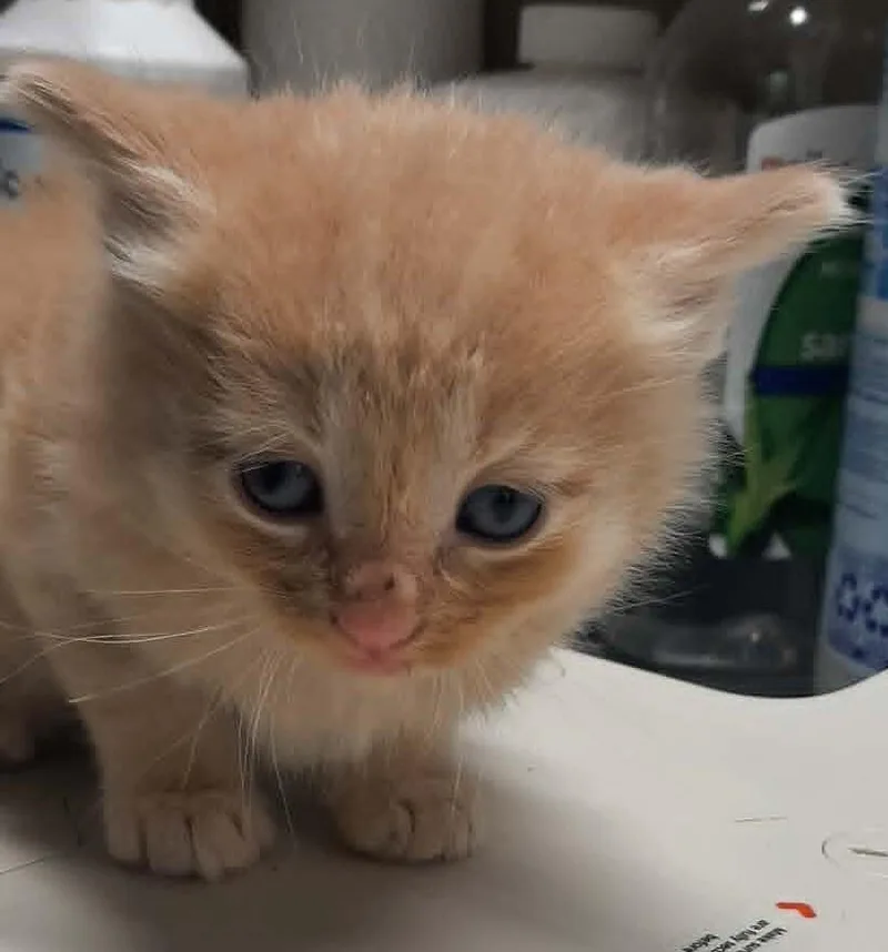 A baby medium-sized male Orange / Red Domestic Long Hair cat named Manny for adoption in Georgetown, OH