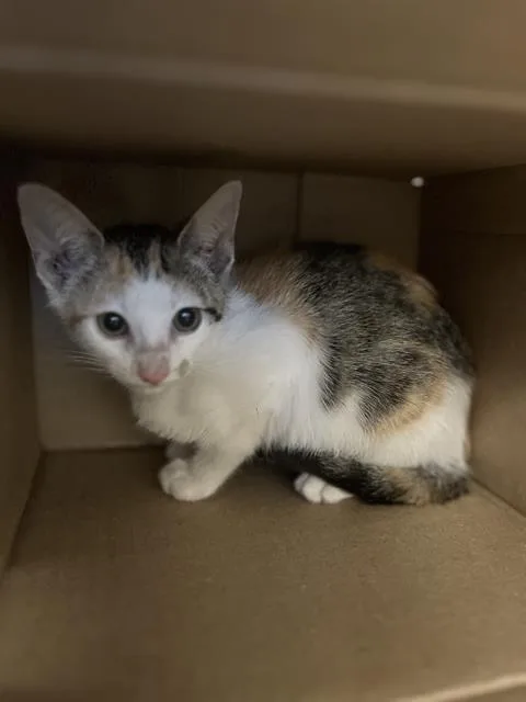 A baby small-sized female Domestic Short Hair cat named A for adoption in Chula Vista, CA