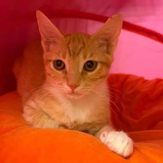 A baby small-sized male Orange / Red Domestic Short Hair cat named Jabenero for adoption in Los Angeles, CA