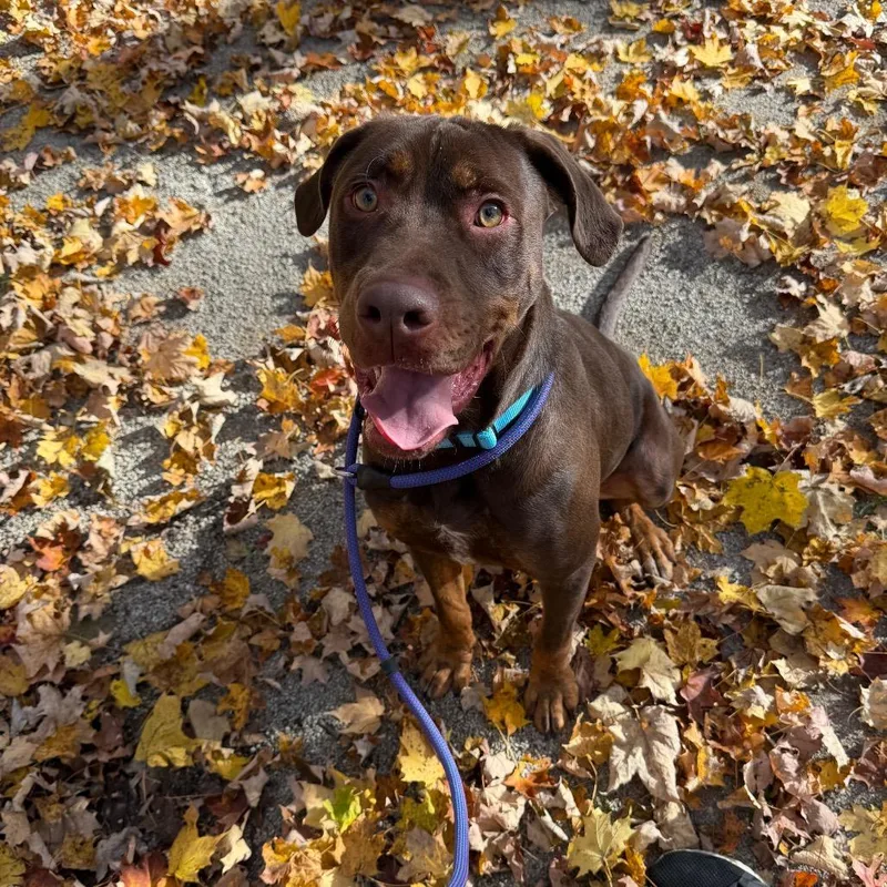 A young large-sized male Doberman Pinscher dog named Rooster for adoption in Novelty, OH
