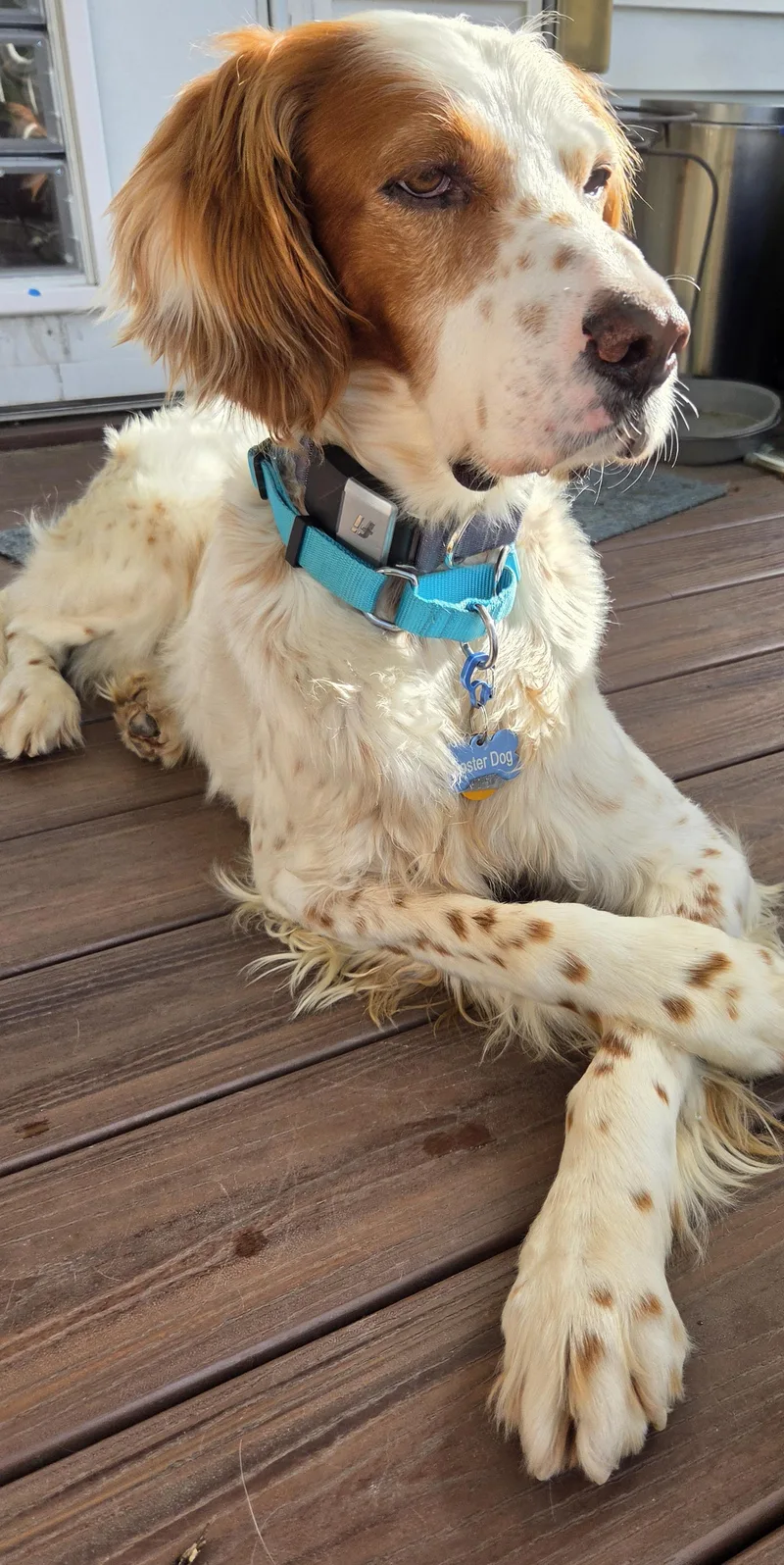 An adult medium-sized male White / Cream English Setter dog named Koda for adoption in Boerne, TX