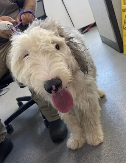 An adult large-sized female Mixed Breed dog named Shaggy for adoption in West Chester, PA