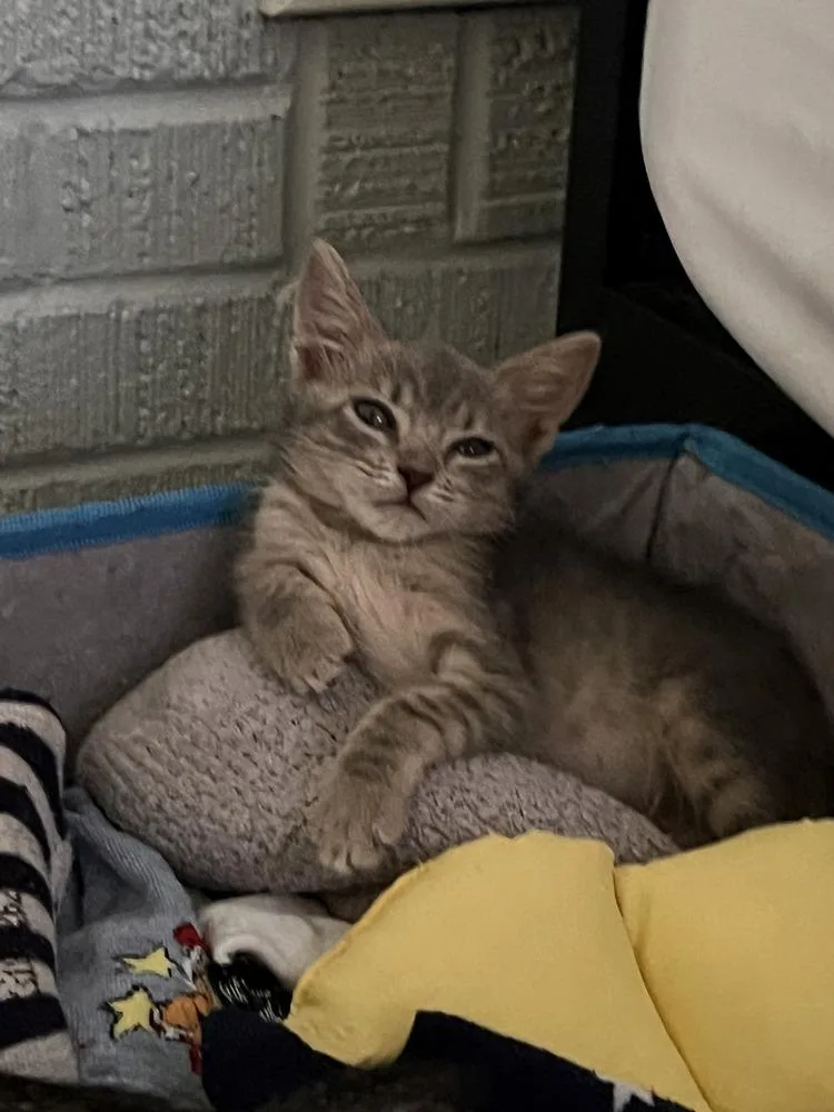 A baby small-sized female Domestic Short Hair cat named Zoey Baby for adoption in Saint Augustine, FL