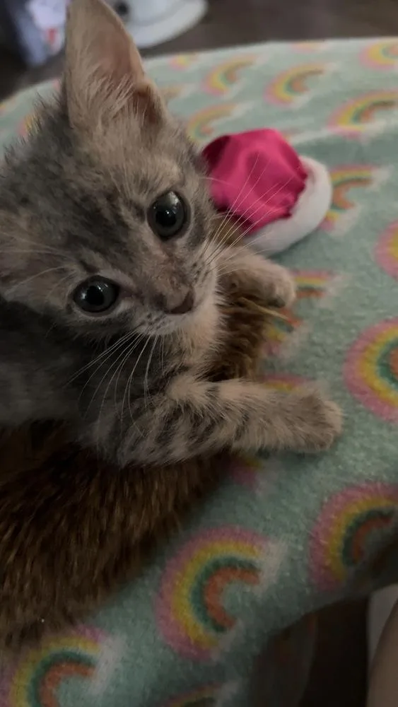 Zoey Baby thumbnail 4
