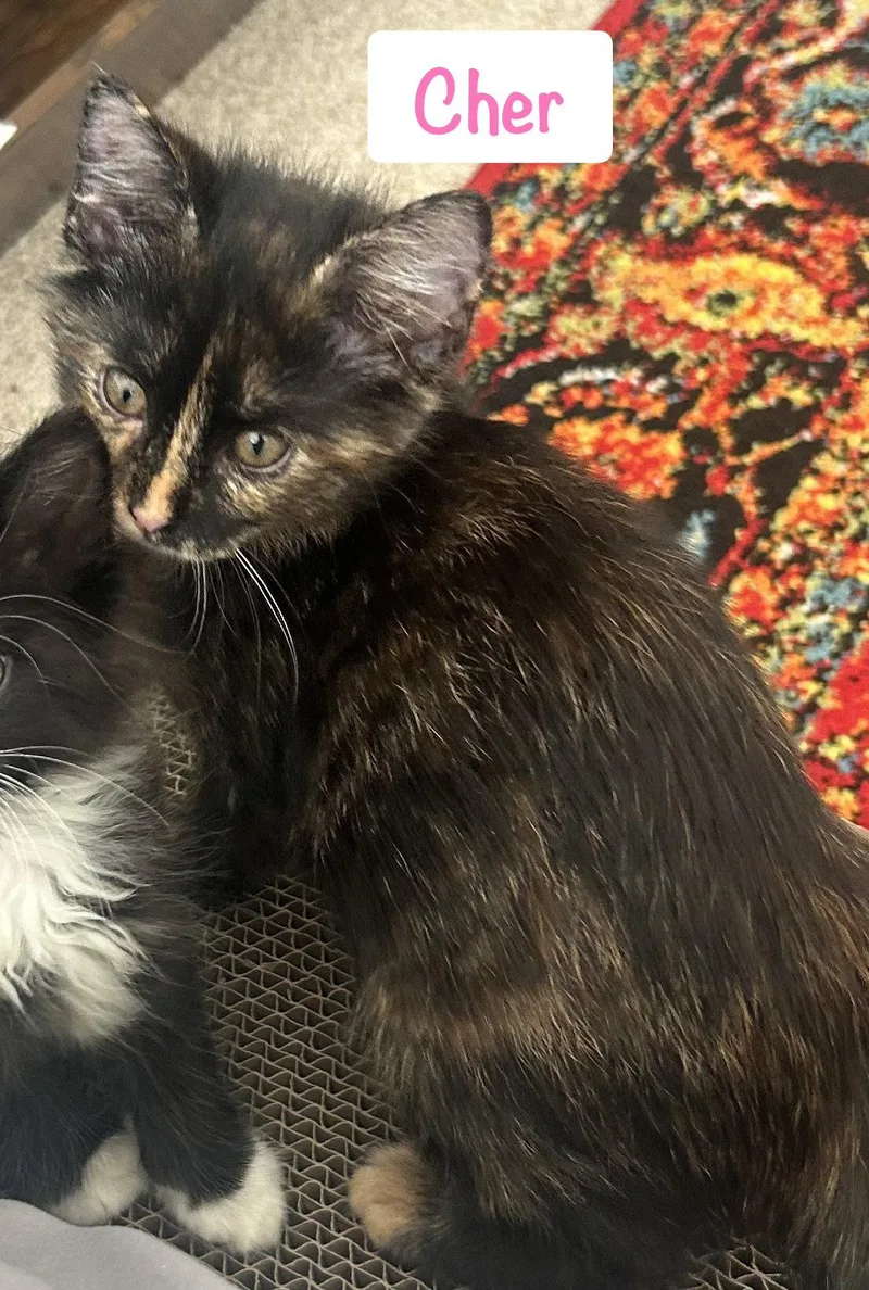 A baby medium-sized female Domestic Short Hair cat named Cher for adoption in Reston, VA