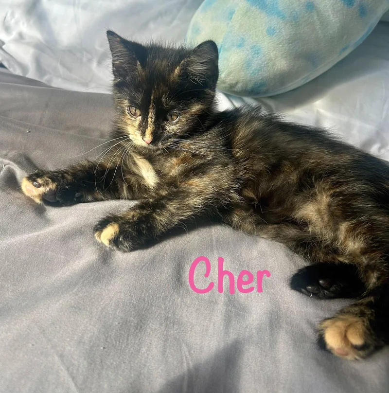 Cher thumbnail 2