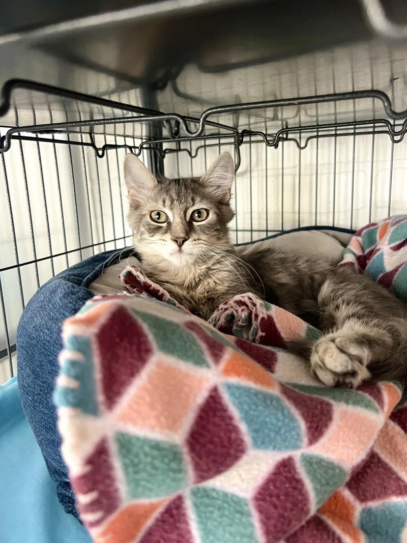A baby small-sized male Domestic Long Hair cat named Jordan for adoption in Altoona, PA