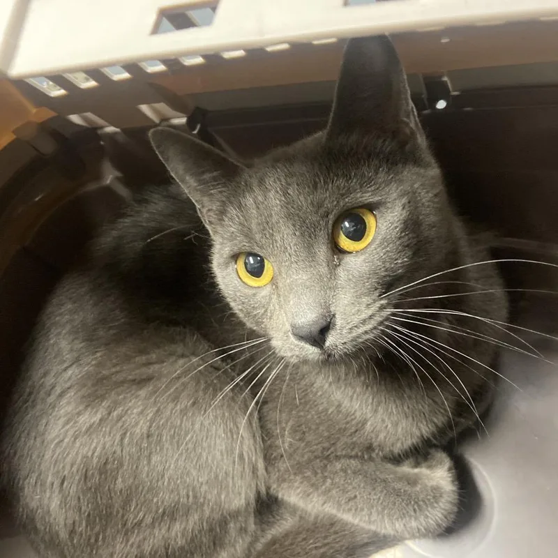 A young medium-sized female Gray / Blue / Silver Domestic Short Hair cat named Petra for adoption in Allentown, PA