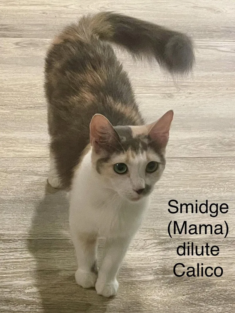 Smidge
