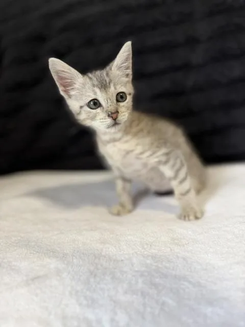 A baby small-sized male Tabby cat named Roman for adoption in Jefferson, LA