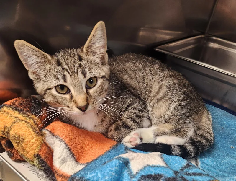A baby medium-sized female Tabby (Brown / Chocolate) Domestic Short Hair cat named Cherry for adoption in Clayton, NJ