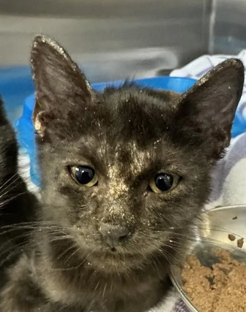 A baby small-sized female Domestic Short Hair cat named Serrano for adoption in Corpus Christi, TX