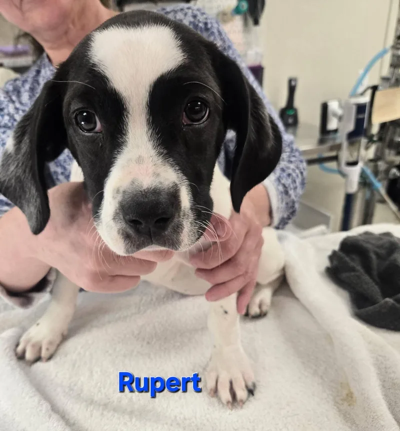 A baby medium-sized male Australian Cattle Dog / Blue Heeler dog named Rupert for adoption in Whitehall, PA