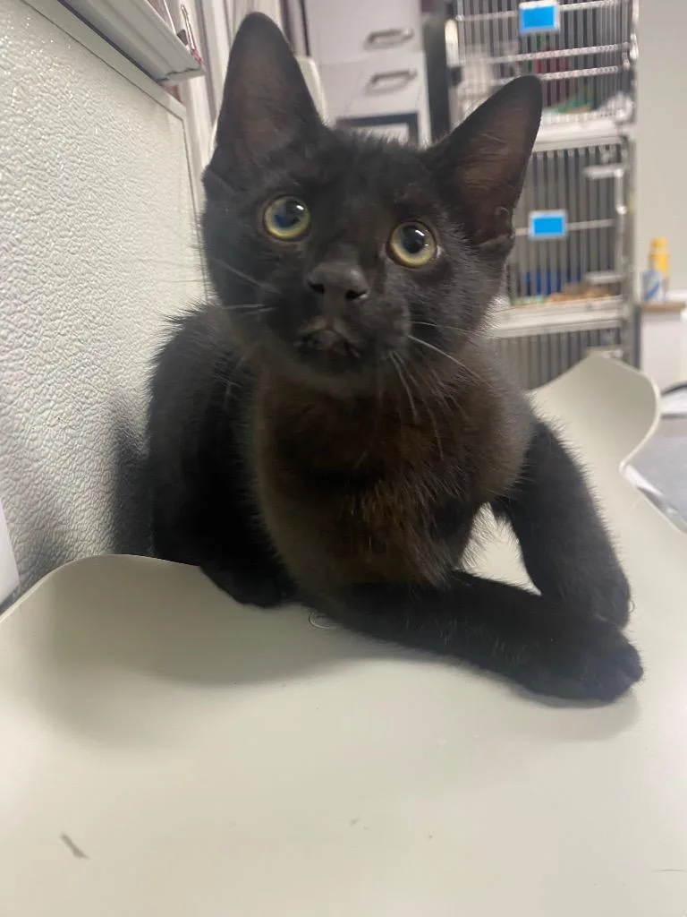 A baby medium-sized male Domestic Short Hair cat named Cortado for adoption in Fall River, MA