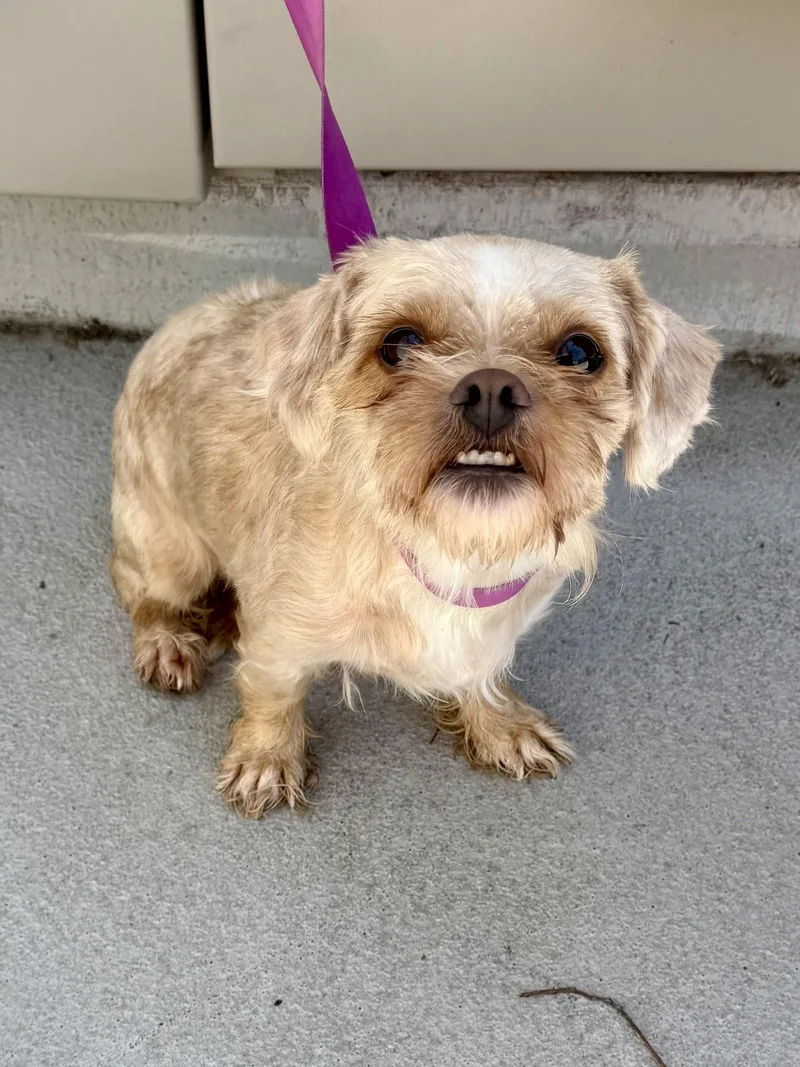A young small-sized female Apricot / Beige Shih Tzu dog named Adrina for adoption in Los Alamitos, CA