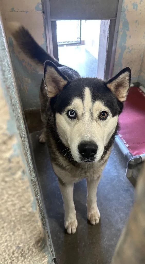 A young medium-sized male Husky dog named Sunny for adoption in Cottonwood, AZ