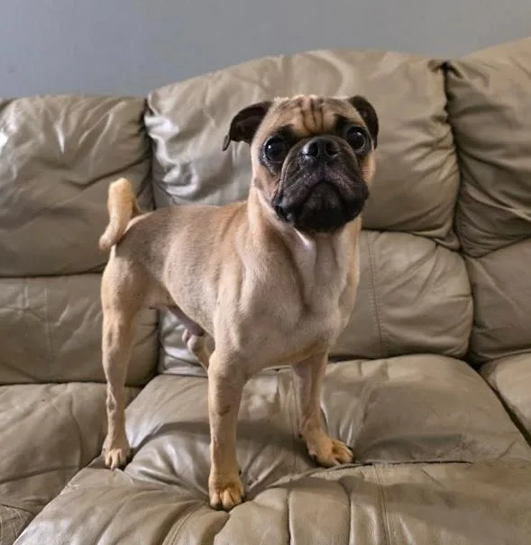 A young small-sized male Yellow / Tan / Blond / Fawn Pug dog named Polo for adoption in Manvel, TX