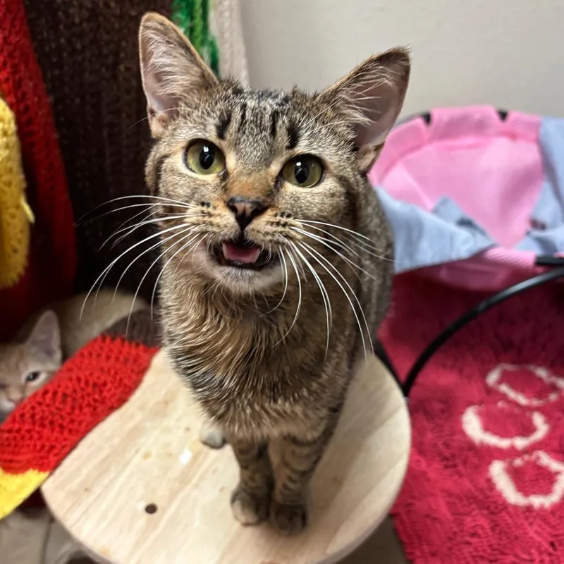 A young small-sized female Brown / Chocolate American Shorthair cat named Fruit Punch w CapriSun for adoption in Flagstaff, AZ