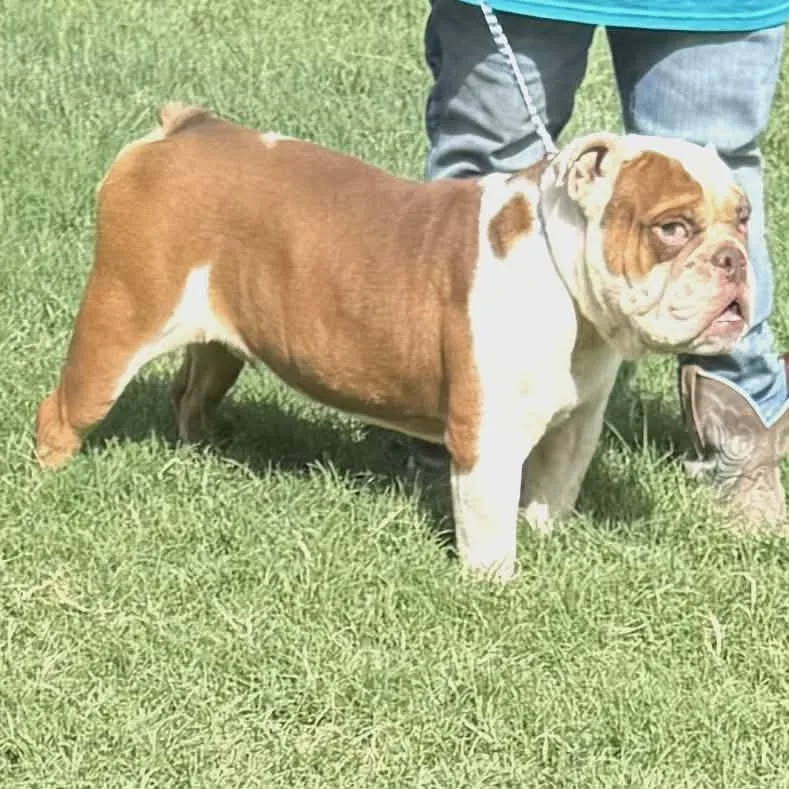 A young medium-sized male Brown / Chocolate English Bulldog dog named Meatball for adoption in Williston, VT