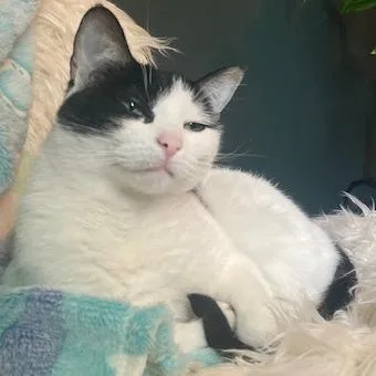 A senior medium-sized female Black Domestic Short Hair cat named Minion for adoption in Nashville, TN