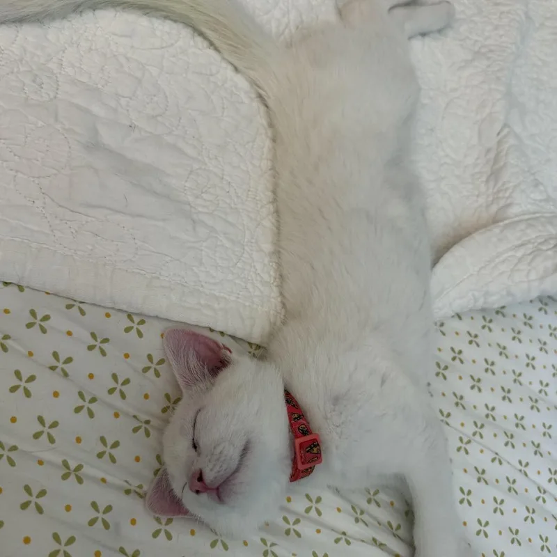 A baby small-sized male White Domestic Short Hair cat named Yeti for adoption in Pittsburgh, PA