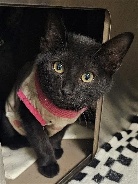 A baby medium-sized female Black Domestic Short Hair cat named Dali for adoption in Clyde, NC