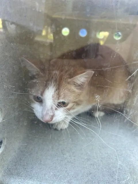An adult small-sized male Domestic Short Hair cat named Bearney for adoption in Louisville, KY