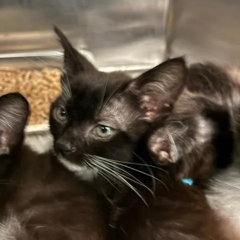 A baby small-sized male Black Domestic Short Hair cat named Sabbath for adoption in Los Angeles, CA