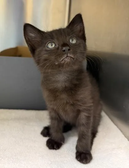 A baby small-sized female Domestic Short Hair cat named Mustard for adoption in Honolulu, HI