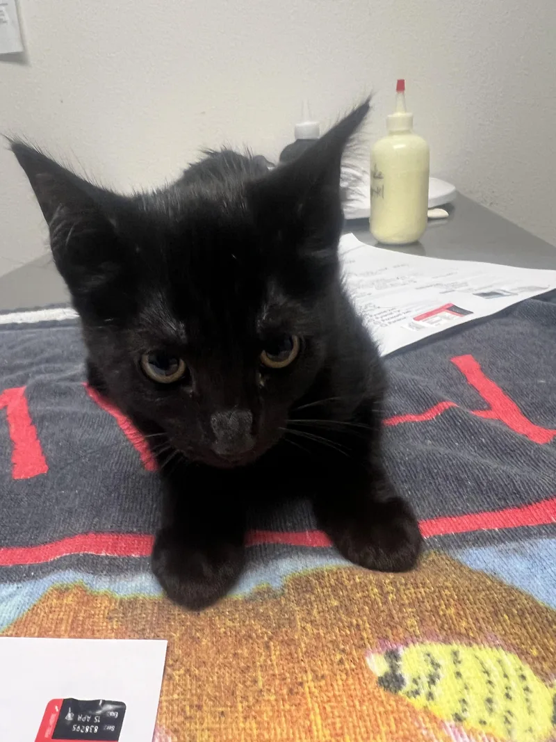 A baby small-sized male Domestic Medium Hair cat named Peanut for adoption in Chico, CA