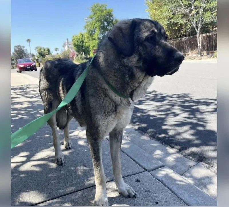 An adult extra large-sized female Tricolor (Brown, Black, & White) Anatolian Shepherd dog named Tollie for adoption in San Diego, CA