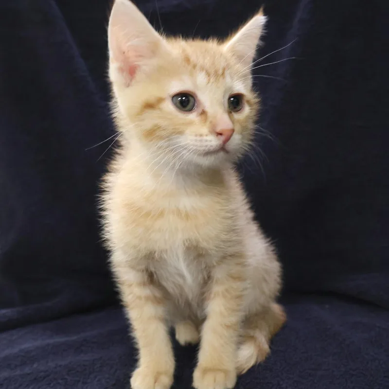 A baby small-sized male Orange / Red Domestic Short Hair cat named Bomb Pop for adoption in Saint Charles, MO