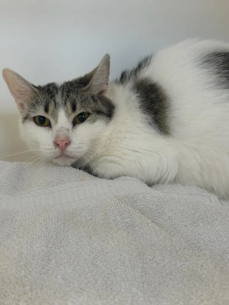 An adult large-sized female Domestic Short Hair cat named Darla for adoption in Greenfield, IN