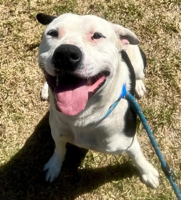 A young medium-sized male Pit Bull Terrier dog named Bullseye for adoption in Riverside, CA