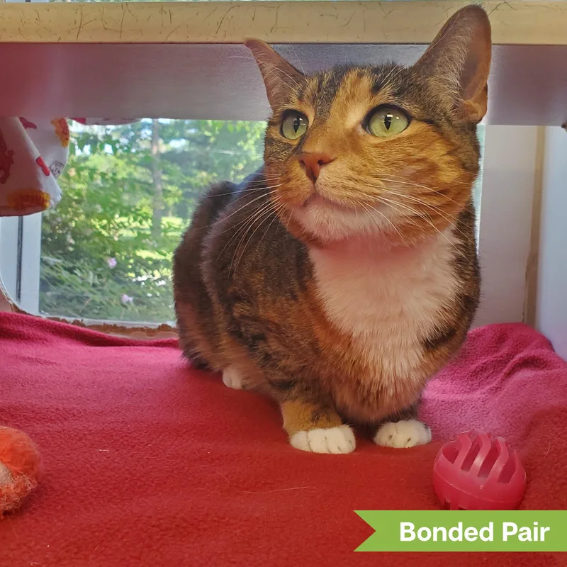 A senior medium-sized female Torbie Domestic Short Hair cat named Clover for adoption in Reisterstown, MD