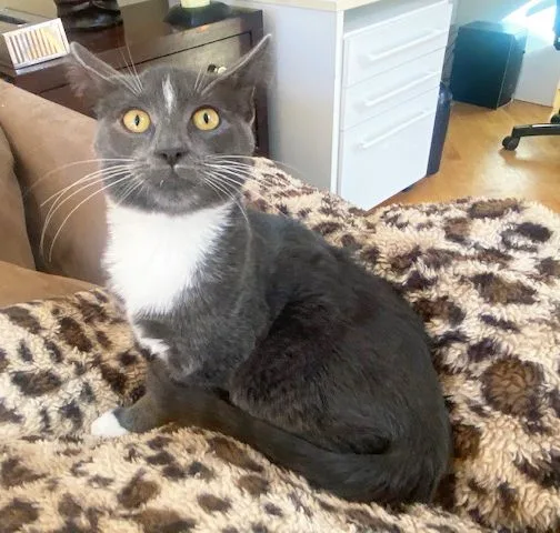 Mr. Whiskers thumbnail 3